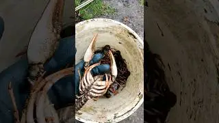 Мойка раков перед отправкой новой почтой, Жизнь У Пруда ....
