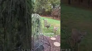 Приручила оленят🥰 