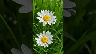 Татьяна Куртукова - Ромашка-Василёк - нарисован и анимирован Нейросетью. 