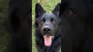"Meet the 5 Fearless Dog Breeds That Will Amaze You!"#shorts  #doglover #dog