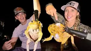DEADLY CANE TOADS nearly KILLED our DOG!!!!!