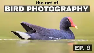 Darken those pupils? The Art of Bird Photography (Episode 9)