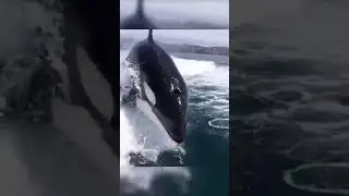Waveriding with a killer whale