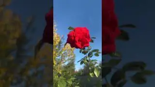 Flowers 🌺 lovely place home ❤️