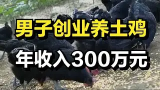 男子创业养土鸡，年收入高达300万元！