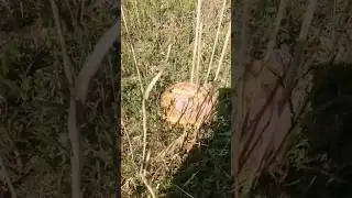 А тут такое! Пошёл за вражескими дронами 