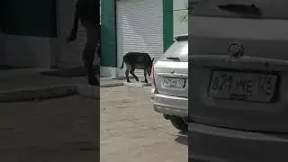 Банда осликов, хотят крышевать.