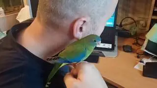 Попугай учит команду ФАС