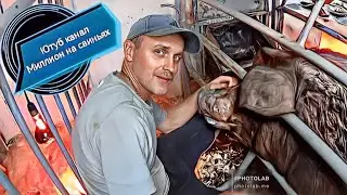 СЛОЖНЫЙ ОПОРОС У СВИНОМАТКИ ПОРОДЫ ДЮРОК ‼️ДОСТАВАЛ ПОРОСЯТ 🐽