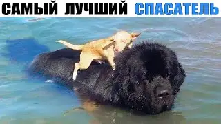 Ньюфаундленд – Главный Добряк Среди Всех Пород Собак