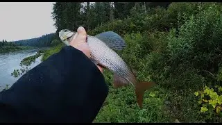 Лёха говорит. Мишка тут ХОДИЛ! Ловля Хариуса! Рыбалка| Таёжный быт| +18