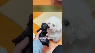 Парень нашел маленького щенка среди мусора