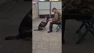 Собаки знают где право, где лево. Dogs know where is right and left.
