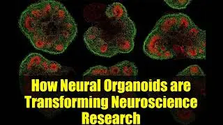 How Neural Organoids are Transforming Neuroscience Research