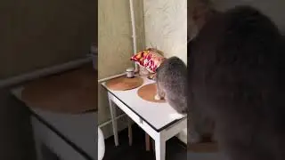 Котик застрял в упаковке от чипсов😱