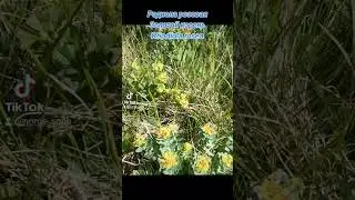 Norge Ginseng. Родиола розовая. Золотой корень. Rhodiola rosea. Норвежский женшень.