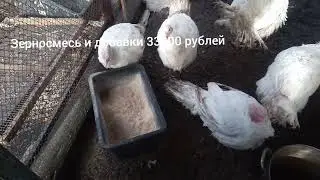 Бизнес на индюках. личный опыт. выгодно ли?