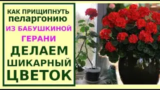 Как обрезать герань и пеларгонию для пышного цветения.