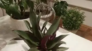 Комнатные растения.Новиночки впервые зацвели.