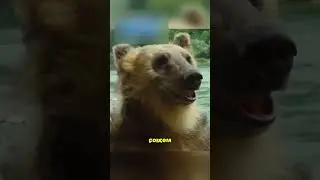 Украли медвежонка у медведицы 😳
