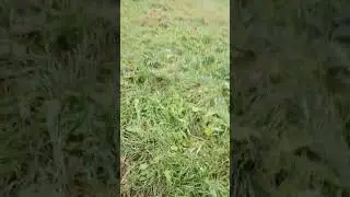 выживание с @catblits