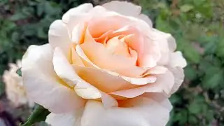 Rose Garden in the City Center.  Lesi Ukrainky Blvd, Kyiv Ukraine
