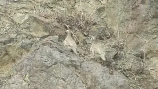 Кабкои куҳ Кабк Keklik که و Partridge Chukar