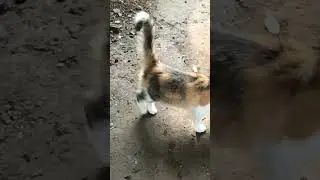 #catvideos