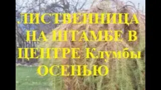 Лиственница на штамбе плакучая- украшение осеннего сада и клумбы