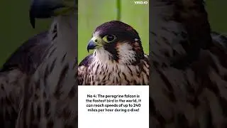 5 Amazing Facts by AI 