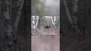 Медведь Напал на Лося с Детенышами