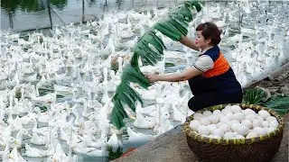 Busy Father & Daughter's Day - Harvest Duck Eggs Take To Market For Sale - Pig and Chicken Care