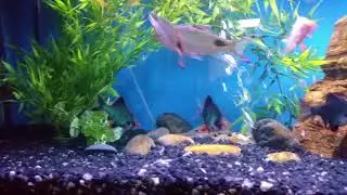 Green Tiger Barbs 1