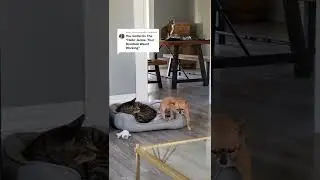 Собака боится кота