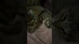 Шпрота присвоила кресло 