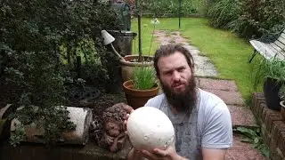 Giant puffball (Calvatia gigantea)