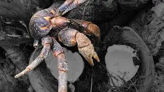 Coconut Crab {Catch Clean Cook}  Rota, CNMI