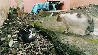 ceramah no jutsu si kucing on the ground
