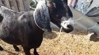 Козел покрыл 2 козы🐐🐐