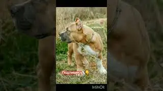 Как меняется #булли с возрастом.  #буллиейск