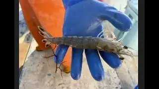 Shrimp Pilot Program Launches in Maryland
