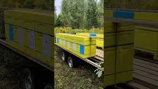 На золотарник @pricep_balansir