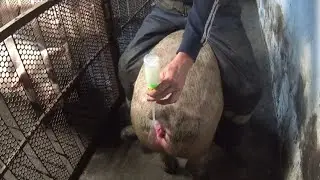 🐷Искусственное осеменение ‼️часть 1‼️молодой свинки породы йокшир🐷
