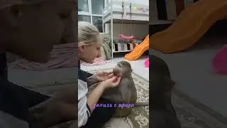 Обсуждение с гамадрилами какую кашу готовить🤩