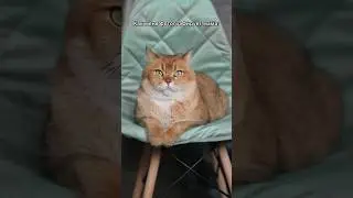 #кот