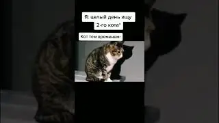 Я:целый день ищу 2 кота тем времнем кот: