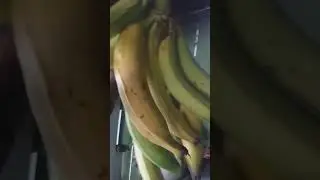 Banana da terra..a famosa banana de fritar🍌