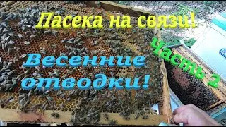 ✅ Развитие пчел в лесу! Часть 2. Пасека на связи! #ПЧЕЛОВОДСТВО2