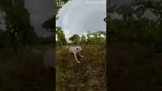 Man gets chased by aggressive dog 
