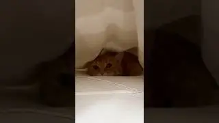 Penny plays hide and seek